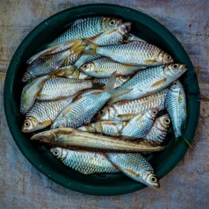Fish-Surmai